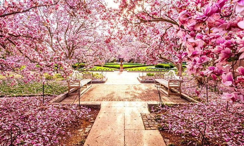 Shillong turns pink with cherry blossoms. See beautiful photos dpl
