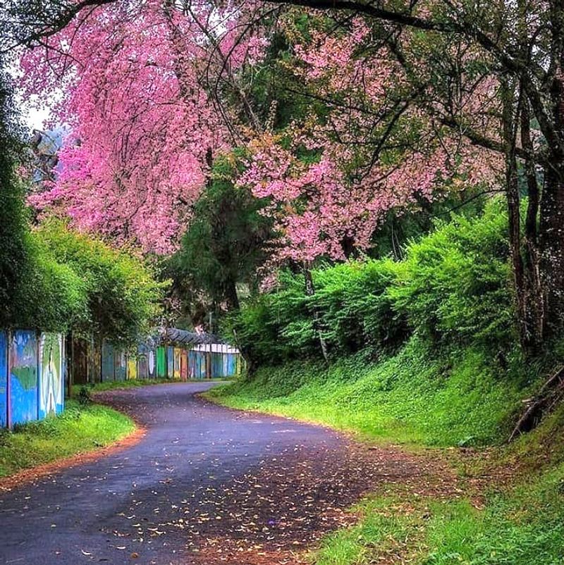 Shillong turns pink with cherry blossoms. See beautiful photos dpl