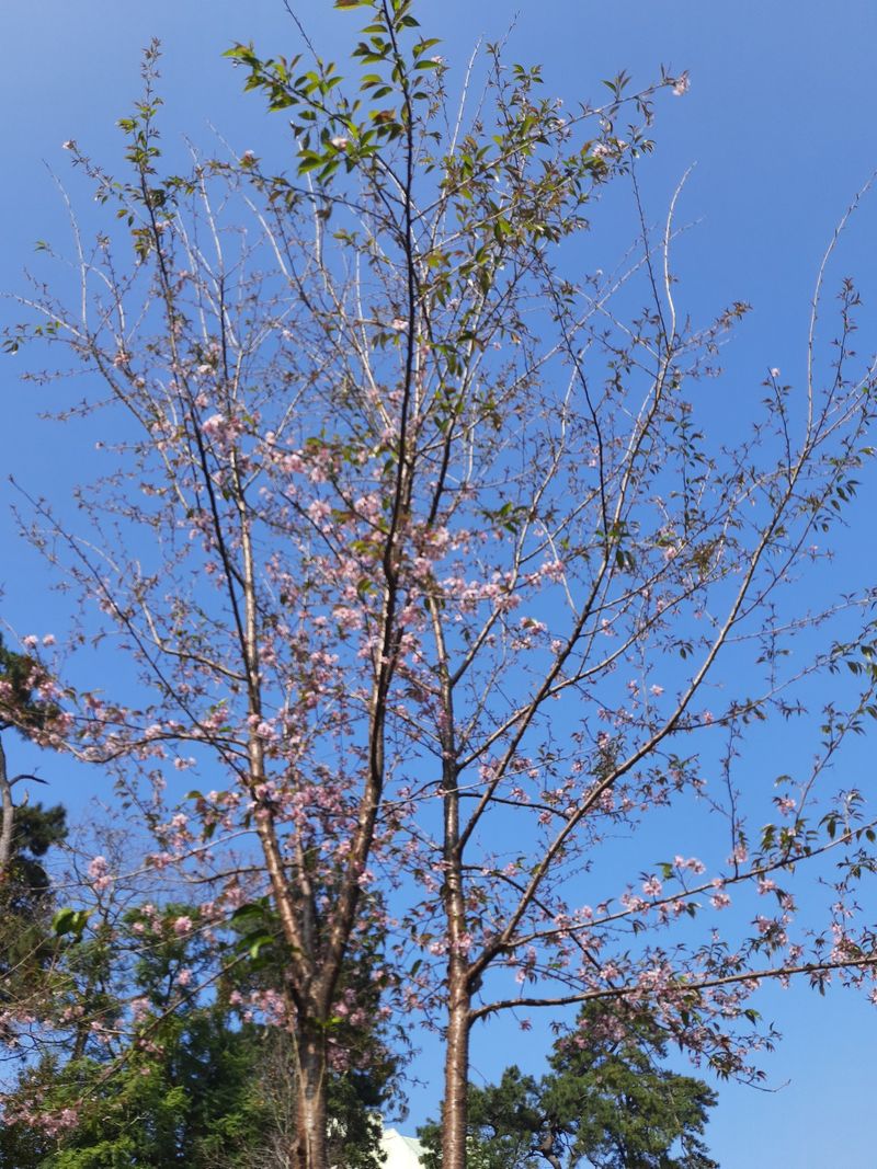 Shillong turns pink with cherry blossoms. See beautiful photos dpl