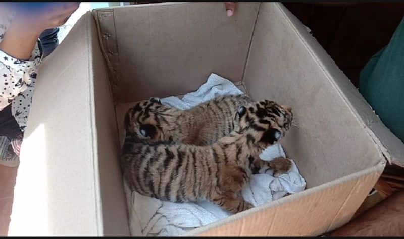 tiger lost life cubs will live with human in wayanad