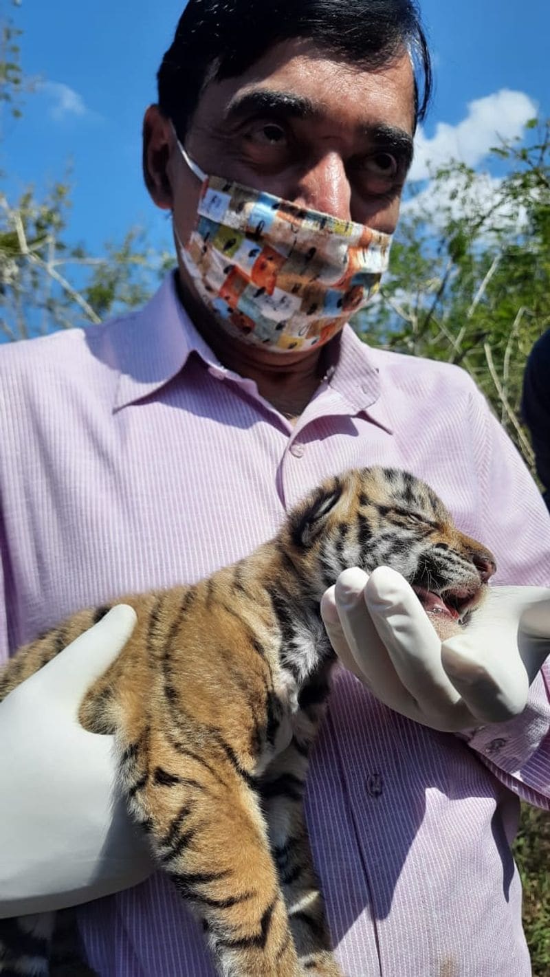 tiger lost life cubs will live with human in wayanad