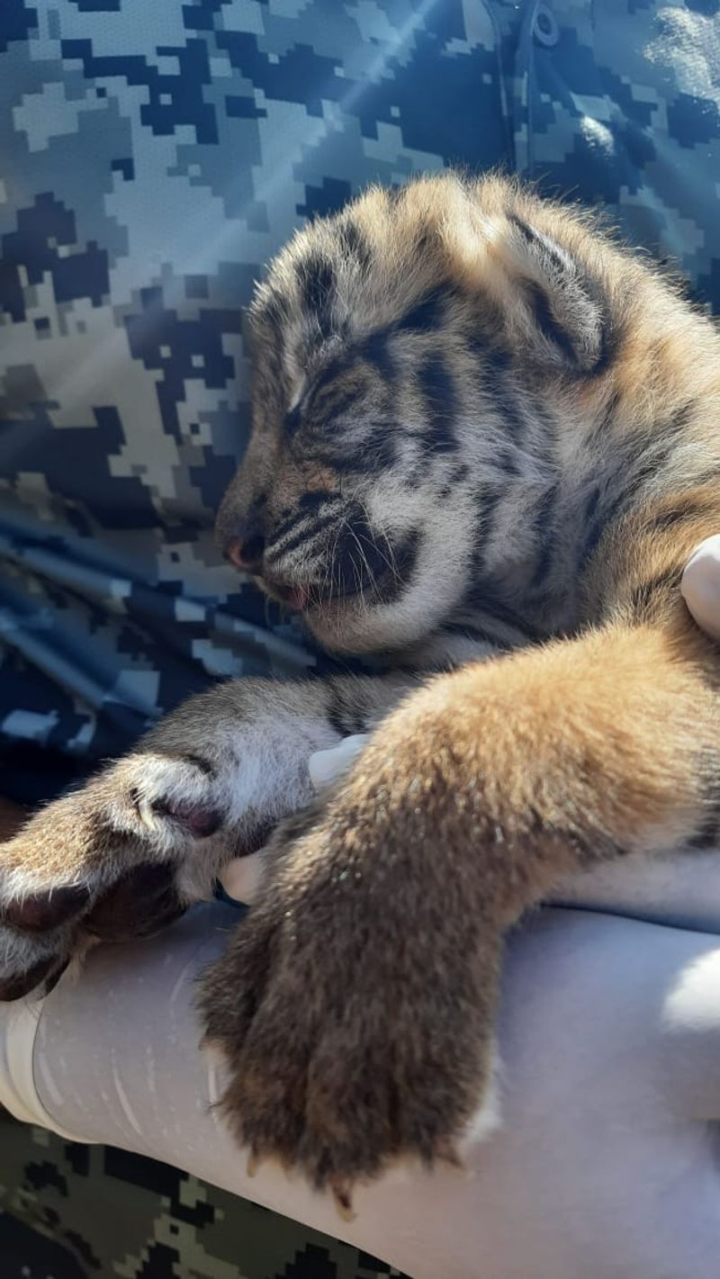 tiger lost life cubs will live with human in wayanad
