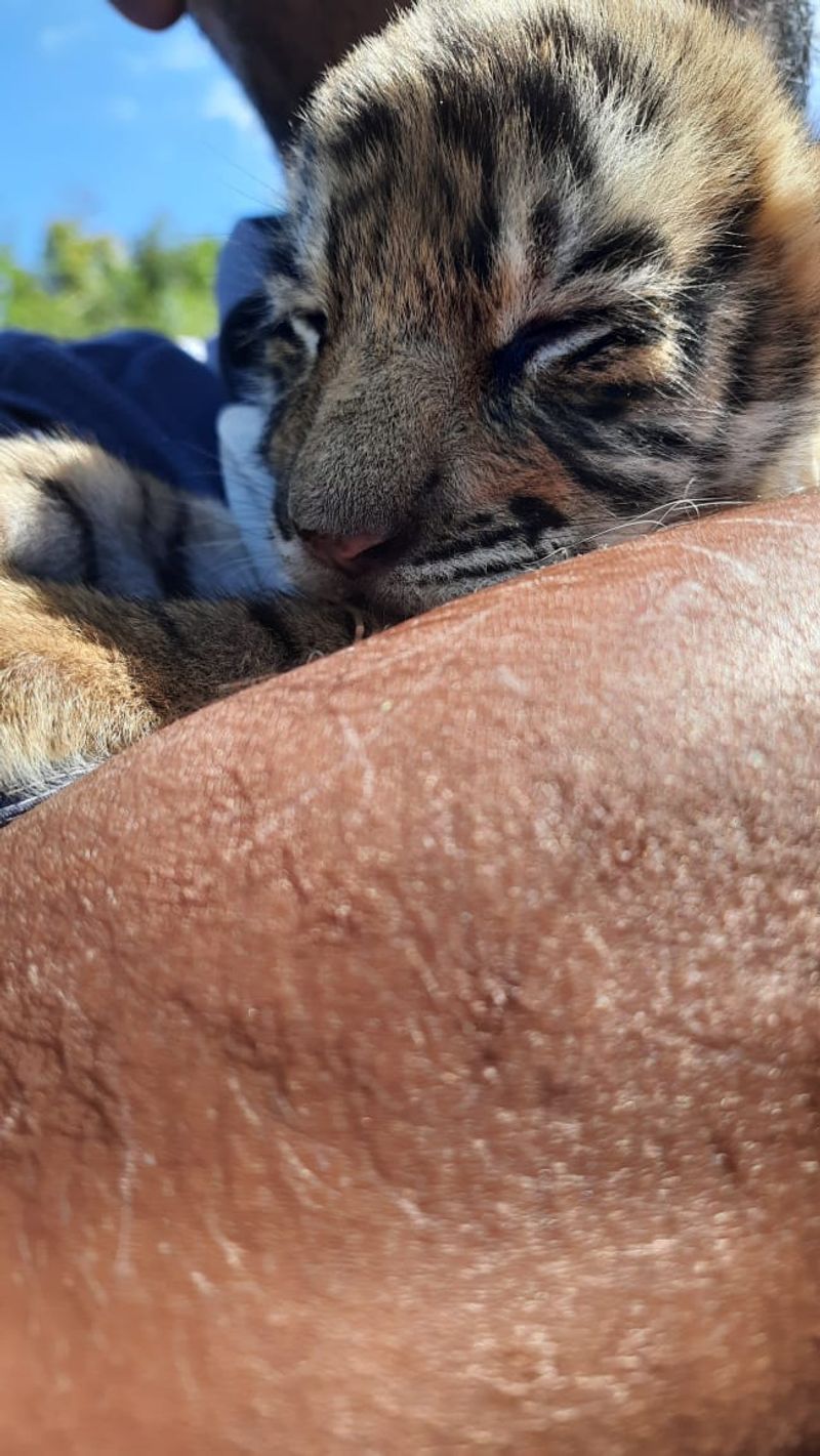 tiger lost life cubs will live with human in wayanad