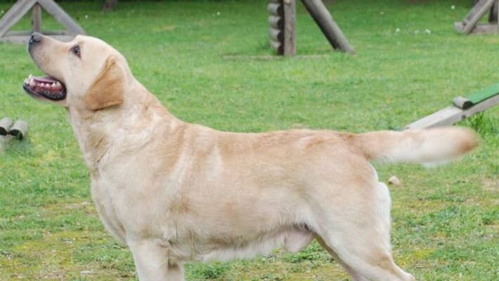 Labrador Worth Six Lakhs Found Dead; Ex-Owner Accused Of Murder Labrador Worth Six Lakhs Found Dead; Ex-Owner Accused Of Murder