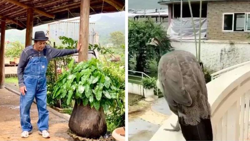 84 year old dharmendra living alone at farmhouse without two wives parkash kaur and hema malini