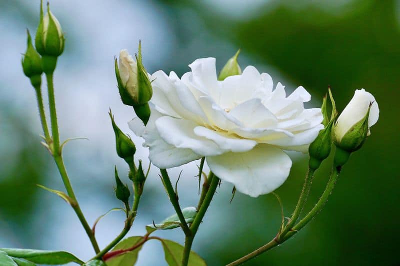 rose caring tips for your garden
