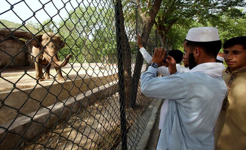 tale of kaavan the loneliest elepehant in the world