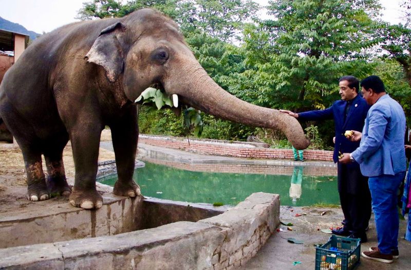 tale of kaavan the loneliest elepehant in the world