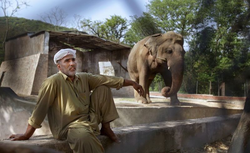 tale of kaavan the loneliest elepehant in the world