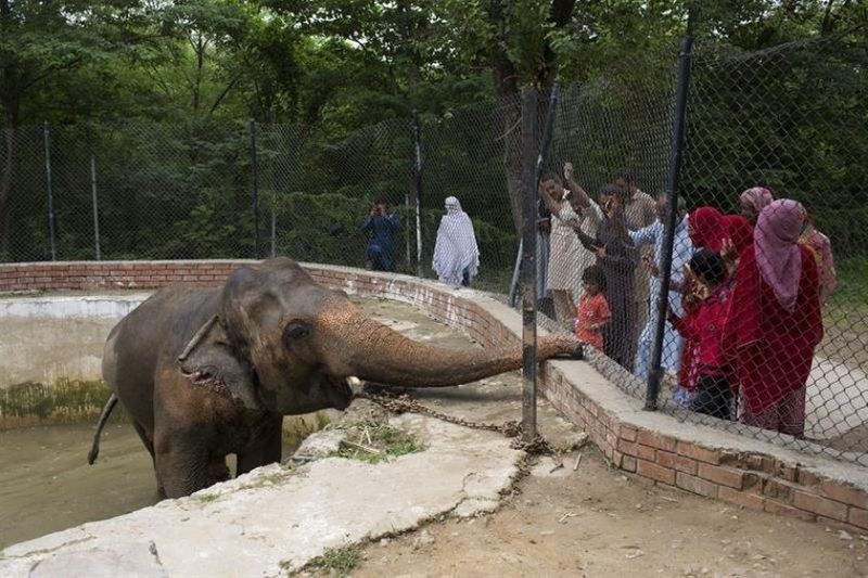 tale of kaavan the loneliest elepehant in the world