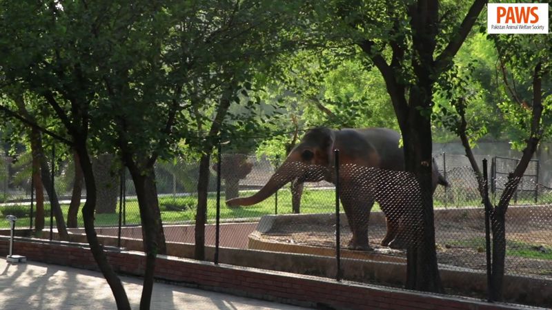 tale of kaavan the loneliest elepehant in the world
