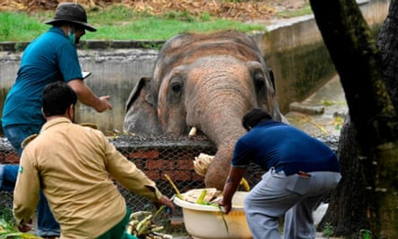 tale of kaavan the loneliest elepehant in the world