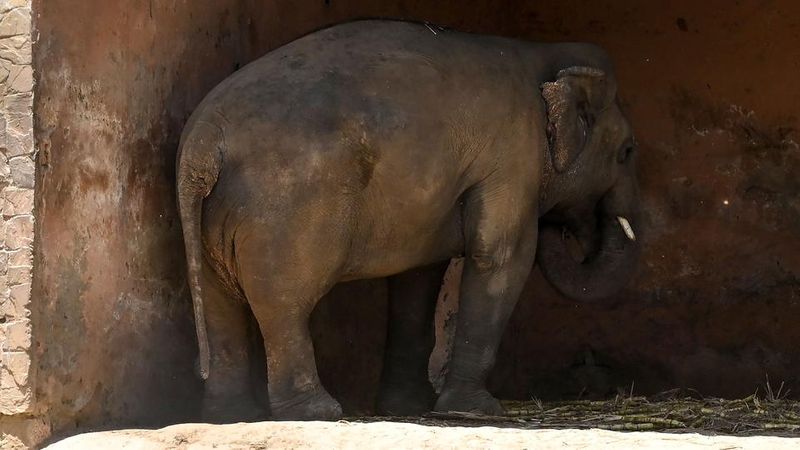 tale of kaavan the loneliest elepehant in the world