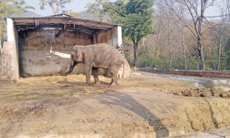 tale of kaavan the loneliest elepehant in the world