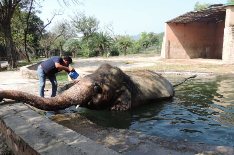 tale of kaavan the loneliest elepehant in the world