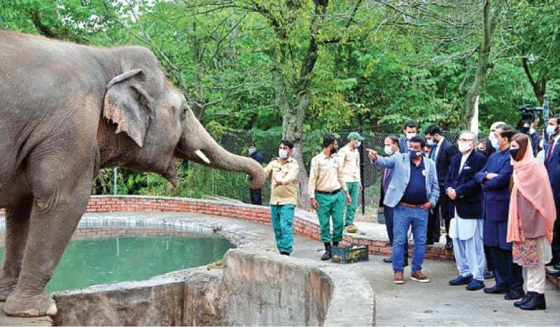 tale of kaavan the loneliest elepehant in the world