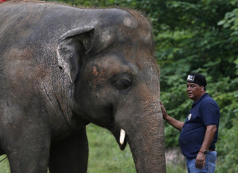 tale of kaavan the loneliest elepehant in the world