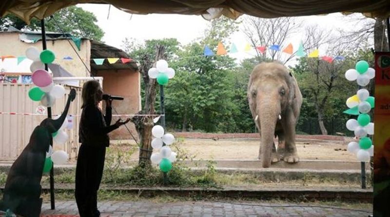 tale of kaavan the loneliest elepehant in the world