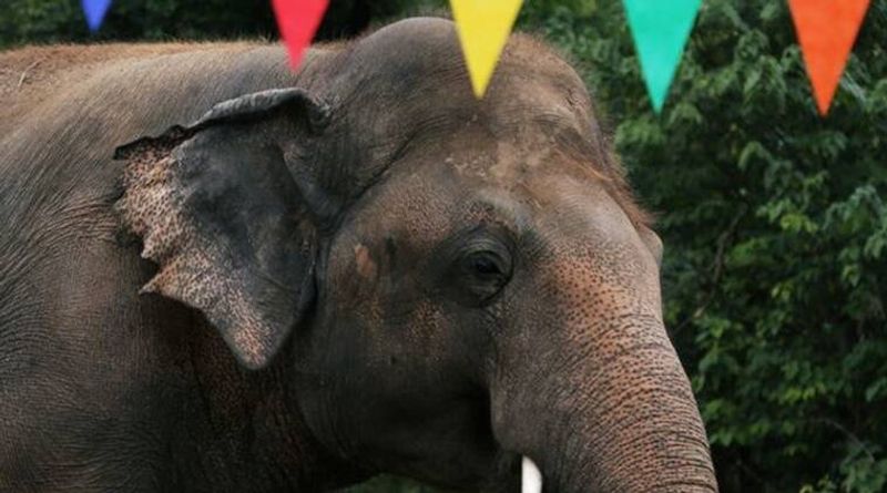 tale of kaavan the loneliest elepehant in the world