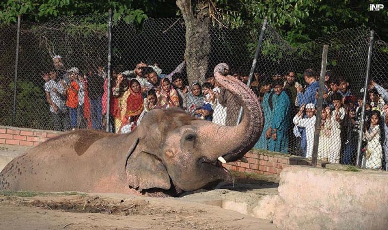 tale of kaavan the loneliest elepehant in the world