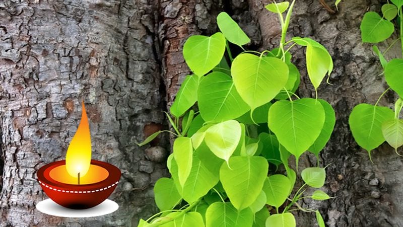 1. पूर्णिमा तिथि की शाम को पीपल के नीचे शुद्ध घी का दीपक जलाएं। इससे देवी लक्ष्मी की कृपा हम पर बनी रहती है और घर में सुख-समृद्धि का वास होता है।
