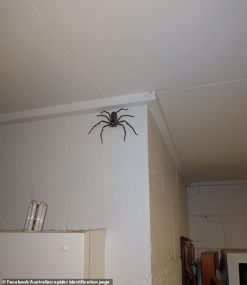 Man living with huge spider
