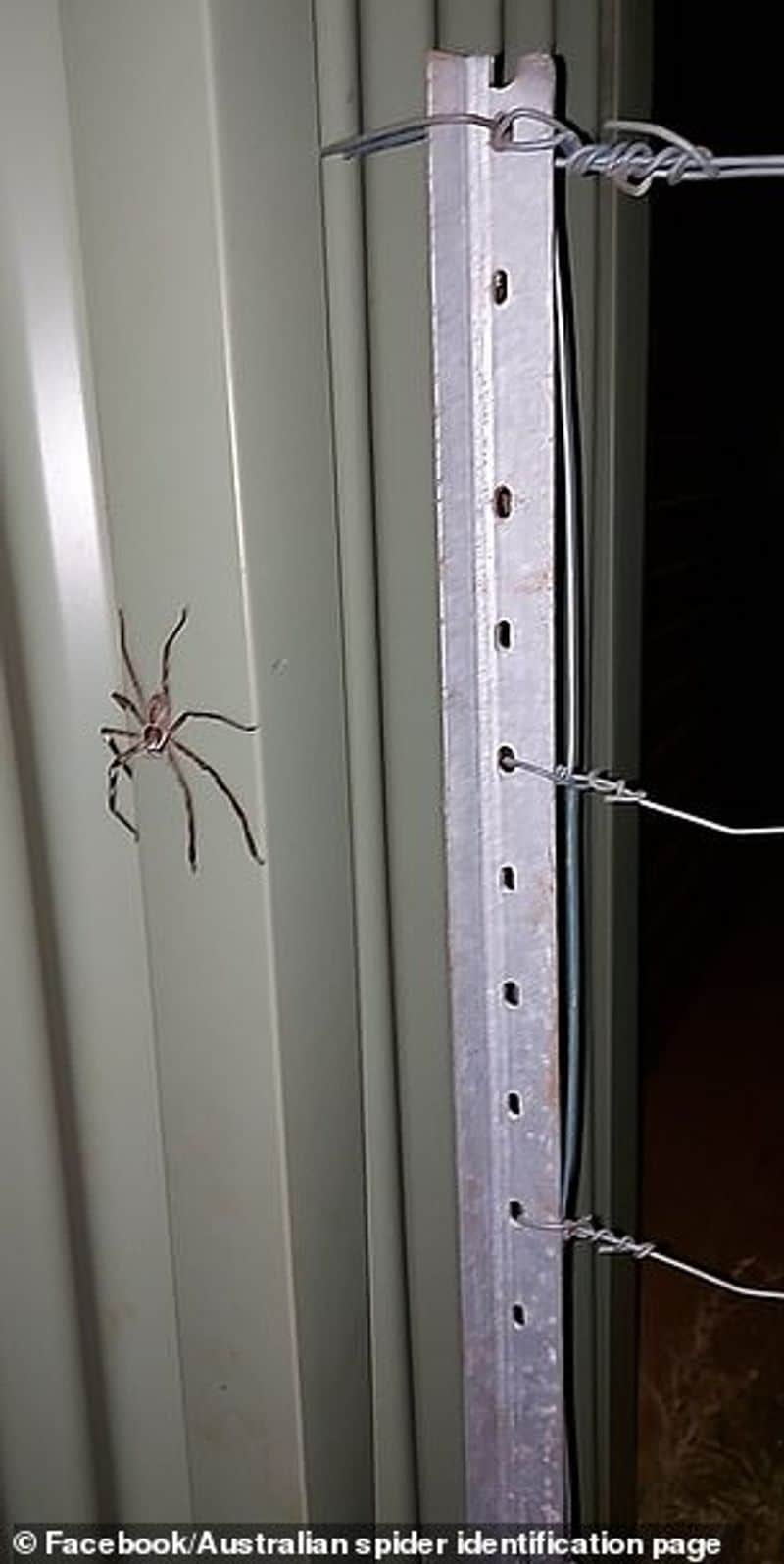 Man living with huge spider