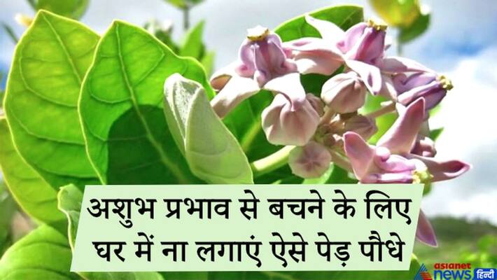 Plants that produce milk should not be planted in the house to avoid inauspicious effects KPI Plants that produce milk should not be planted in the house to avoid inauspicious effects KPI
