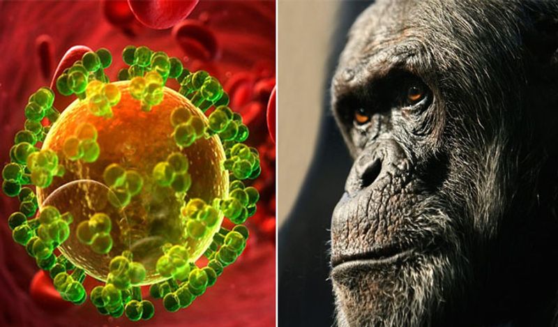 आपको जानकर हैरानी होगी कि HIV का सबसे पहला मरीज कोई और नहीं, बल्कि एक चिम्पांजी था। ये खतरनाक वायरस इस चिम्पांजी के शरीर में पहले से मौजूद था। अब सवाल फिर ये इंसानों में कैसे फैला? 