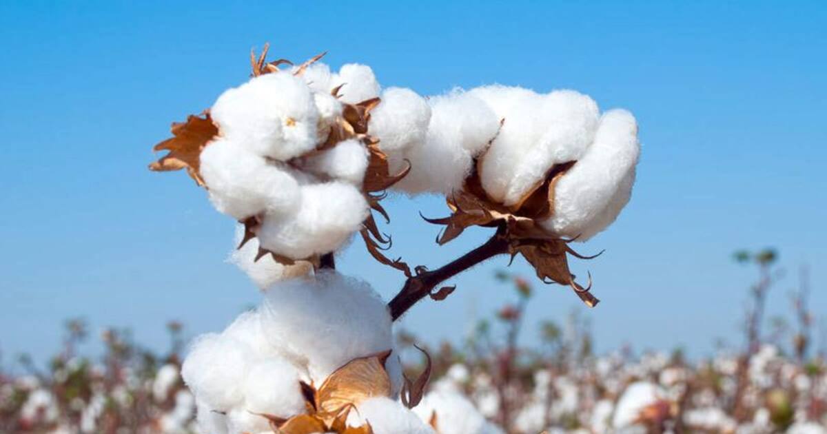 Guntur farmers sell cotton in open markets at handsome prices