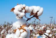 Guntur farmers sell cotton in open markets at handsome prices