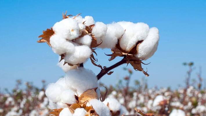 Cotton Growers Faces Problems Due to Untimely Rain in Gadag grg Cotton Growers Faces Problems Due to Untimely Rain in Gadag grg