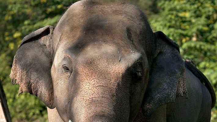 elephant attack kseb temporary employee injured in kothamangalam elephant attack kseb temporary employee injured in kothamangalam