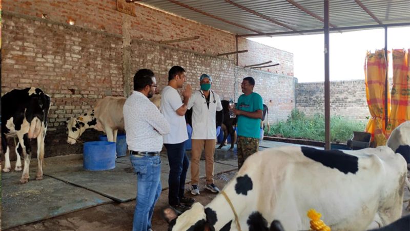 सब्जी और पोल्ट्री फार्म ही नहीं माही के खेत में गाय का दूध भी निकाला जाता है। धोनी ने भारतीय नस्ल की साहीवाल और फ्रांस के नस्ल की फ्रीजियन गाय को पंजाब से मंगवाया है। गौशाला में फिलहाल 70 गाय हैं। जिनसे लगभग 300 लीटर दूध रोज निकाला जा रहा है। बाजार में इसकी कीमत 55 रुपए प्रति किलो है।