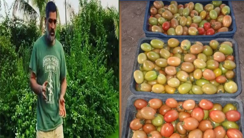 पोल्ट्री फार्म के साथ-साथ उन्होंने अपने फार्म पर ऑर्गेनिक खेती भी शुरू की है। अभी उनके फार्म हाउस पर टमाटर, फूल गोभी, पत्ता गोभी, ब्रोकली की खेती हो रही है। जिसमें से अभी टमाटर का उत्पादन हो रहा है। उनके खेत से लगभग 80 किलो टमाटर रोज बाजार में ब्रिकी के लिए जा रहा है और मार्केट में इन सब्जियों की डिमांड भी काफी है।।