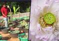 Kerala Profit blooms as a trained nurse turns lotus grower; receives phenomenal demand