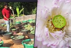Kerala Profit blooms as a trained nurse turns lotus grower; receives phenomenal demand