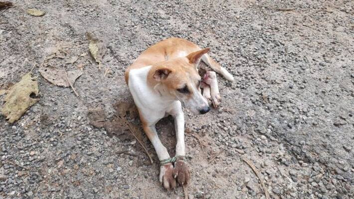 Dead dog with limbs tied PFA suspects victim of sexual assault Dead dog with limbs tied PFA suspects victim of sexual assault