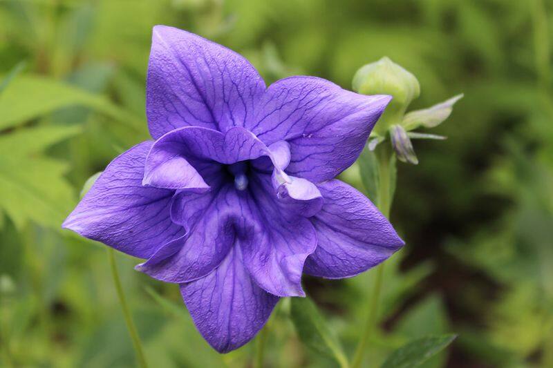 how to grow balloon flower