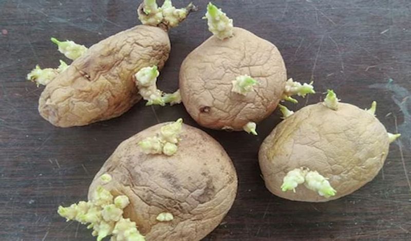 ಮೊಳಕೆ ಬಂದ ಆಲೂಗಡ್ಡೆ: ಆಲೂಗಡ್ಡೆಯಲ್ಲಿ ಸಣ್ಣ ಮೊಳಕೆ ಬಂದರೆ ಮೊಳಕೆ ತೆಗೆದು ಅಡುಗೆಗೆ ಬಳಸುತ್ತೇವೆ. ಆದರೆ ಇದರಲ್ಲಿರುವ ಗ್ಲೈಕೋಆಕ್ಲೆಲಾಯಿಡ್ಸ್ ಅಂಶ ಡೈರಿಯಾ ಸಮಸ್ಯೆ , ಅಲ್ಲದೆ ತಲೆನೋವು ಮೊದಲಾದ ಸಮಸ್ಯೆಯನ್ನುಂಟು ಮಾಡುತ್ತದೆ.