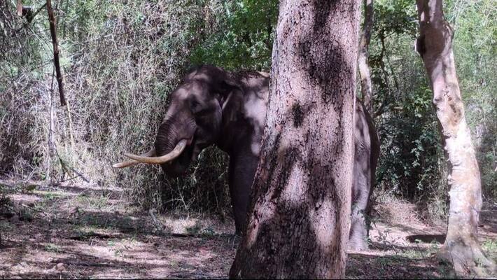 elephant attack on Thunderbolt group during Maoist raid; Injury to ASI elephant attack on Thunderbolt group during Maoist raid; Injury to ASI