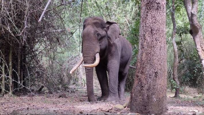 man killed by elephant attack man killed by elephant attack
