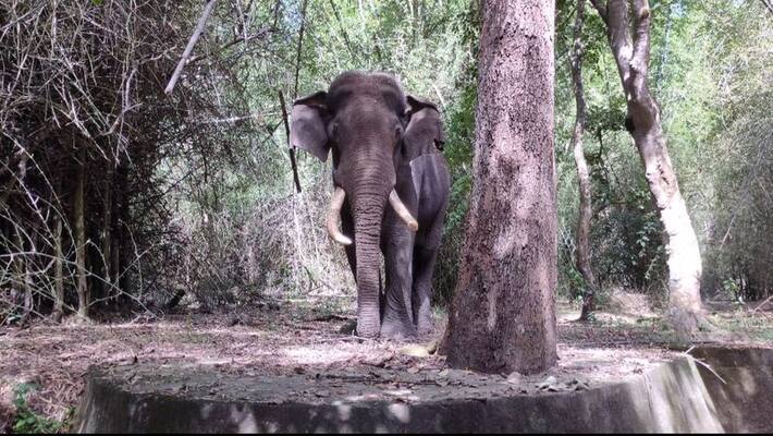 The body of an elephant was found in Malappuram The body of an elephant was found in Malappuram