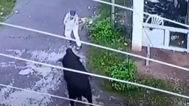 डंडा पड़ते ही सांड भी लड़ाई की पोजिशन में आ गया और राजेंद्र सिंह पर हमला कर दिया।
