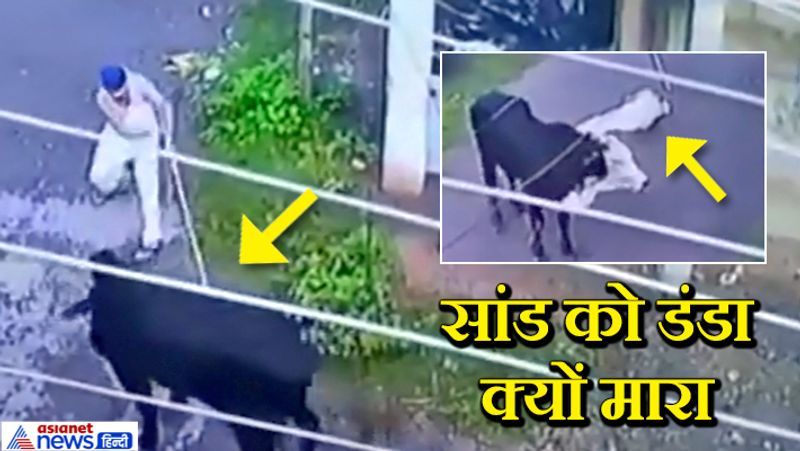 पंचकूला, हरियाणा. यह मामला अगस्त में सामने आया था। घर के बाहर चुपचाप खड़े सांड को डंडा मारना एक शख्स के लिए खतरनाक साबित हुआ था। पहला डंडा पड़ने पर सांड ने शख्स को पीछे धकेला और शांत खड़ा हो गया। लेकिन जब शख्स ने दूसरी बार डंडा बरसाया, तो जैसे सांड यह सहन नहीं कर सका। उसने शख्स को सींगों से उठाकर दूर फेंक दिया। इससे शख्स घायल हो गया। हैरानी की बात यह यह है कि शख्स के बेहोश होने पर सांड ने उस पर हमला नहीं किया। बल्कि वहां से चला गया। इस घटना का एक वीडियो भी सामने आया था। घटना सेक्टर-26 में देखने को मिली थी। देखें कुछ तस्वीरें...