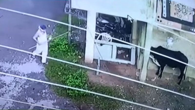 सांड घर के बाहर खड़ा था। उसे भगाने राजेंद्र सिंह डंडा लेकर पहुंचे थे।