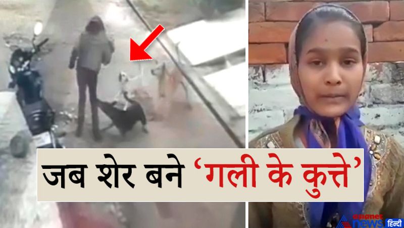 शीला नामक बच्ची ने बताया कि उसने किसी कुत्ते को पत्थर नहीं मारा था। न किसी को कभी परेशान किया। कुत्तों के हमले से बच्ची के पैर और कंधे में घाव हो गए। गनीमत रही कि एक महिला घर से बाहर निकली और उसके हाथ में झाड़ू थी, जिससे उसने कुत्तों को भगाया। लड़की गरीब परिवार से ताल्लुक रखती है। उसकी मां सुबीता ने बताया कि उसके पास बेटी के इलाज के लिए पैसे नहीं है। उसने प्रशासन से मदद की गुहार लगाई है। आगे पढ़ें-पहला डंडा पड़ने पर सांड ने आदमी को पीछे धकेला और चुपचाप खड़ा हो गया, पर दूसरी बार जैसे बेइज्जती नहीं हुई सहन
