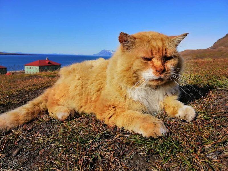 Kesha the lonely cat in the arctic archipelago