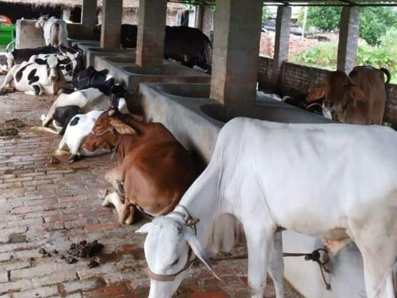 26 cows that he rears give 200 litres of milk. The different varieties like Jersey, Sahiwal and Gir.