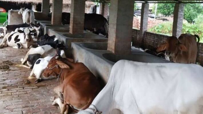 the news that cows are dying continuously due to a new mysterious disease that is spreading in cattle is causing fear the news that cows are dying continuously due to a new mysterious disease that is spreading in cattle is causing fear